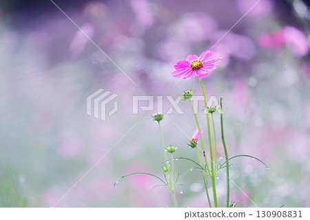 beautiful background and pink cosmos 130908831