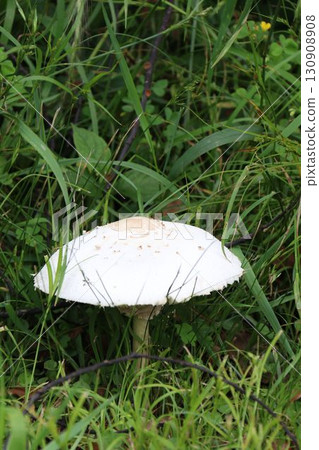 Oshilokarakasatake Oshilokarakasatake 130908908