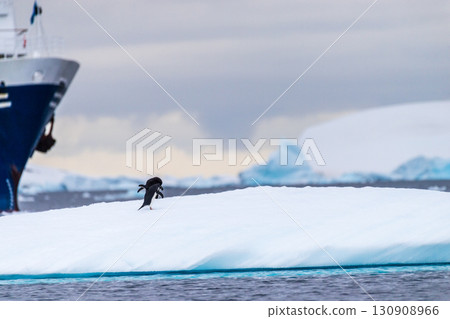 Adelie Penguin standing on an iceberg Adelie Penguin standing on an iceberg 130908966