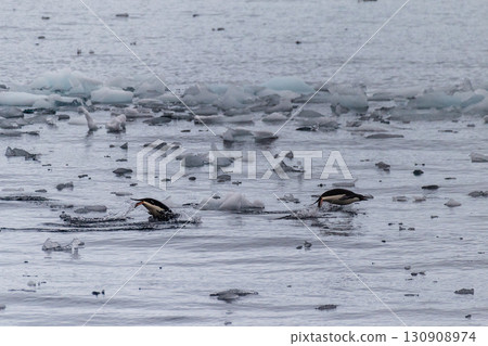 Adelie Penguins in Antarctica 130908974