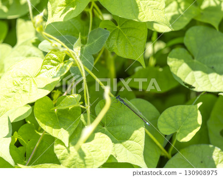 A blue-tailed damselfly hiding in the shade 130908975