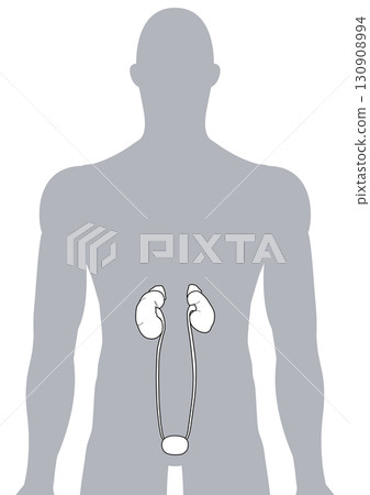 Human kidneys, ureters, and bladder 130908994