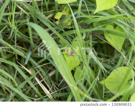 Pink mutant grasshopper Pink mutant grasshopper 130909031