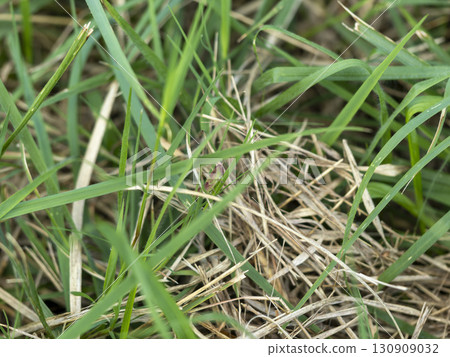 Pink mutant grasshopper 130909032