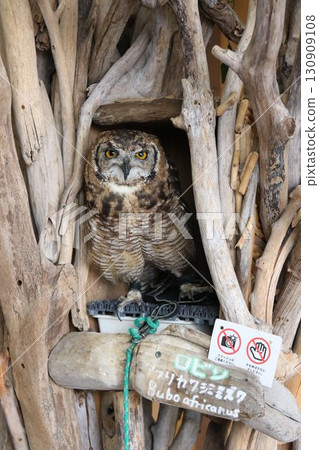 八景島海島樂園的非洲雕鴞 八景島海島樂園的非洲雕鴞 130909108