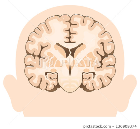 大腦額葉橫切面 130909374