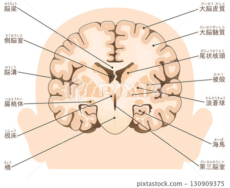 大腦額葉橫切面 大腦額葉橫切面 130909375