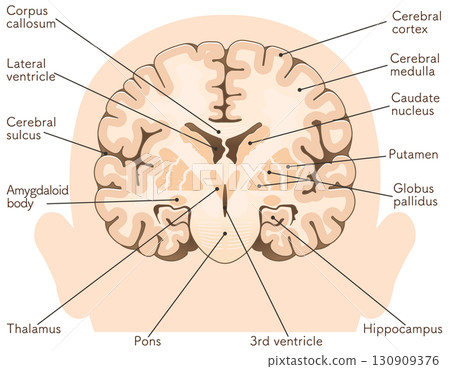Cross section of the frontal cerebrum 130909376