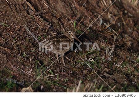Amami woodcock searching for food on the ground Amami woodcock searching for food on the ground 130909406