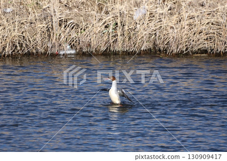 A common merganser flapping its wings 130909417