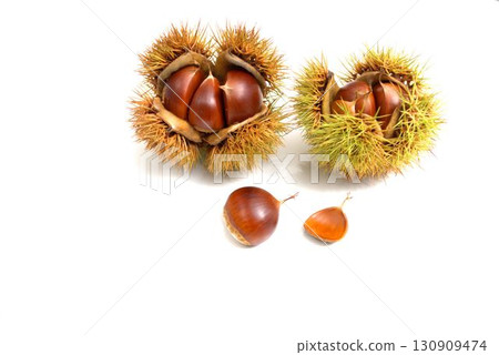 Chestnuts in their burrs 130909474