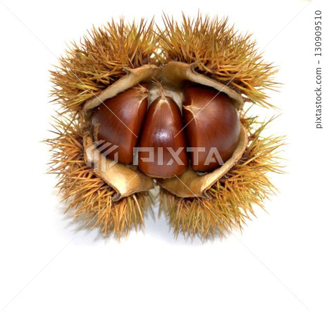 Chestnuts in their burrs Chestnuts in their burrs 130909510