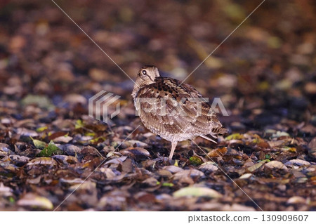Amami woodcock resting on the ground Amami woodcock resting on the ground 130909607
