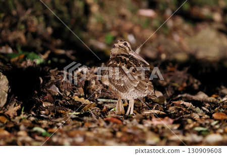 Amami woodcock searching for food on the ground Amami woodcock searching for food on the ground 130909608