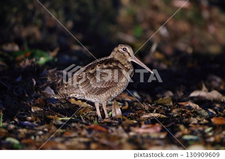Amami woodcock walking on the ground 130909609