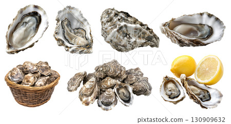 Oyster oysters, salt-water bivalve molluscs shellfish, many angles view side top front basket pile lemon isolated on transparent cutout, PNG. Mockup template for artwork 130909632