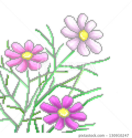 Pink Cosmos 130910247