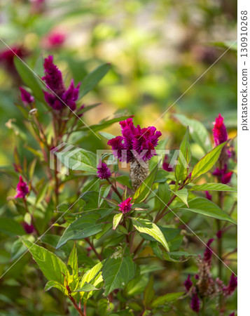 Cockscomb flowers blooming in a flowerbed Cockscomb flowers blooming in a flowerbed 130910268