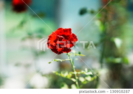 盛夏的霧島丘 130910287