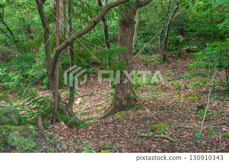 Mountain forest scenery in Kitakomatsu, Otsu City, Shiga Prefecture 130910343