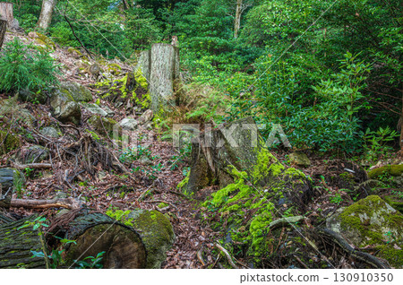 Mountain forest scenery in Kitakomatsu, Otsu City, Shiga Prefecture 130910350