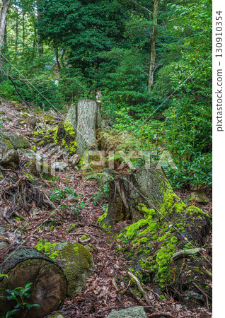 滋賀縣大津市北小鬆的山林風景 130910354