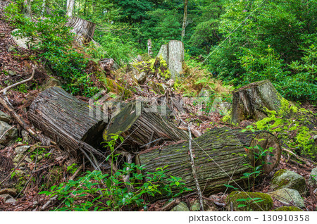 Mountain forest scenery in Kitakomatsu, Otsu City, Shiga Prefecture Mountain forest scenery in Kitakomatsu, Otsu City, Shiga Prefecture 130910358