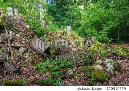 滋賀縣大津市北小鬆的山林風景 130910359