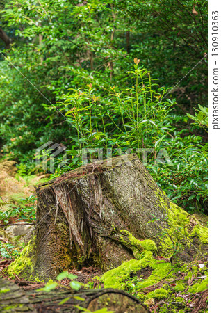 Mountain forest scenery in Kitakomatsu, Otsu City, Shiga Prefecture 130910363