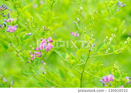A landscape of vibrant green and pretty pink flowers A landscape of vibrant green and pretty pink flowers 130910532