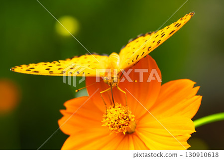 一隻正在從花中吸取花蜜的貝母蝴蝶的臉 130910618