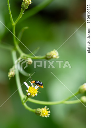 對葫蘆科植物造成損害的黑黃瓜甲蟲 130910621