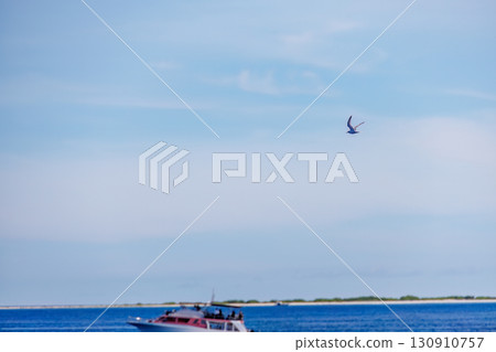 Running alongside terns flying offshore. Kerama Islands, Shimajiri District, Okinawa Prefecture - June 27, 2025, on board the Queen Zamami 3 130910757