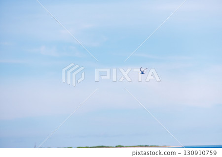 與離岸飛翔的燕鷗一起奔跑。沖繩縣島尻郡慶良間諸島-2025年6月27日,搭乘「座間味女王3號」 與離岸飛翔的燕鷗一起奔跑。沖繩縣島尻郡慶良間諸島-2025年6月27日,搭乘「座間味女王3號」 130910759