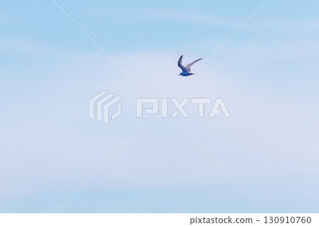 Running alongside terns flying offshore. Kerama Islands, Shimajiri District, Okinawa Prefecture - June 27, 2025, on board the Queen Zamami 3 130910760