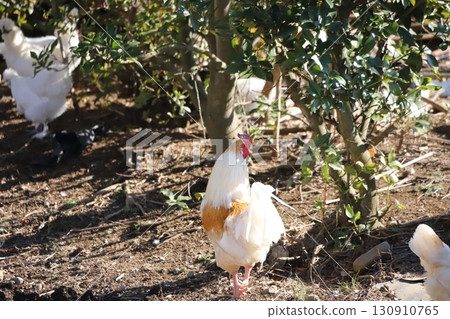 Chickens walking around Chickens walking around 130910765