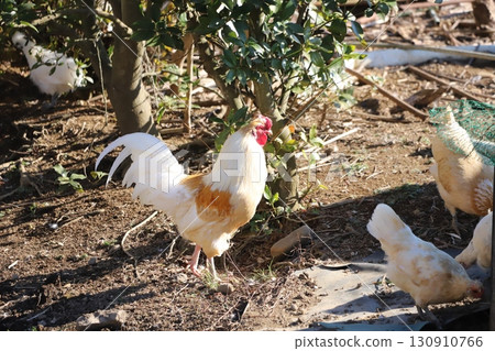 Chickens walking around Chickens walking around 130910766