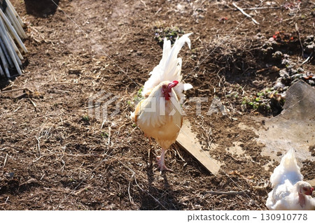 雞四處走動 130910778