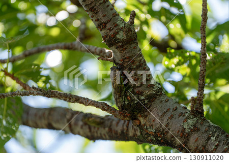 公園的熊寶石 130911020