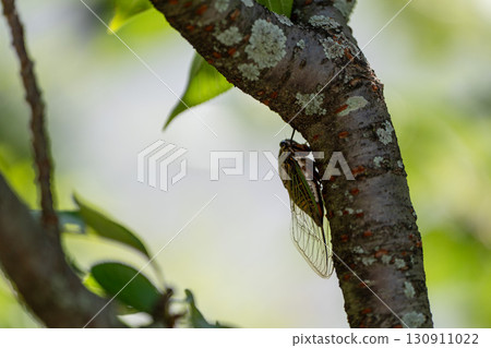 公園的熊寶石 130911022