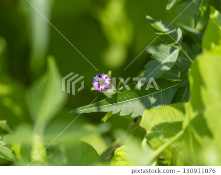 Morning glory buds blooming in the field Morning glory buds blooming in the field 130911076