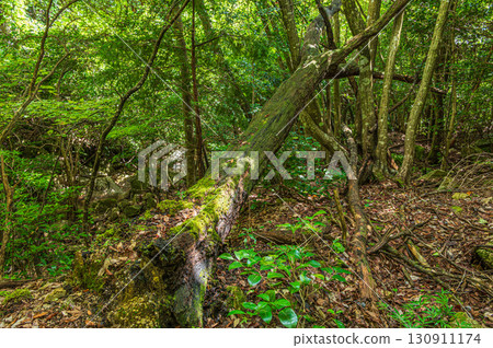 滋賀縣大津市北小松森林中倒下的樹木 滋賀縣大津市北小松森林中倒下的樹木 130911174