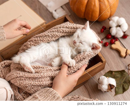 A sleeping white kitten. A feeling of warmth and comfort, a pet, kitten, healing concept. 130911274