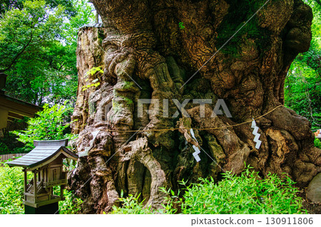 熱海市來宮神社大樟樹,樹齡2000年,國家指定天然紀念物 熱海市來宮神社大樟樹,樹齡2000年,國家指定天然紀念物 130911806