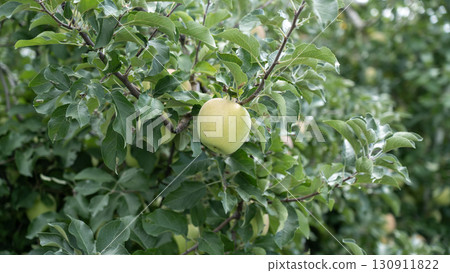Unharvested green apples Unharvested green apples 130911822