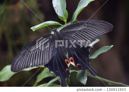 Black swallowtail butterfly / Black swallowtail butterfly resting on a tangerine tree (close-up) 130911933