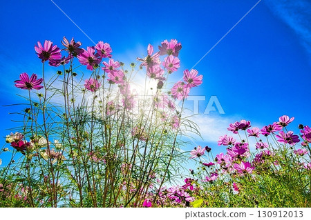 秋天的愛知縣一宮市138塔公園被色彩繽紛的大波斯菊裝點。 秋天的愛知縣一宮市138塔公園被色彩繽紛的大波斯菊裝點。 130912013