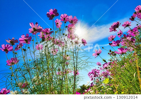 秋天的愛知縣一宮市138塔公園被色彩繽紛的大波斯菊裝點。 130912014