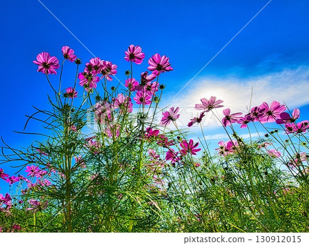 秋天的愛知縣一宮市138塔公園被色彩繽紛的大波斯菊裝點。 秋天的愛知縣一宮市138塔公園被色彩繽紛的大波斯菊裝點。 130912015