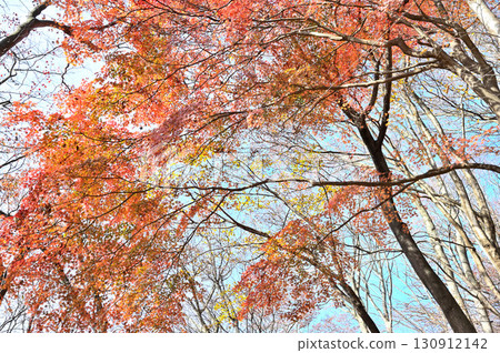 Tanzawa's Kawagoishiyama Mountain: Autumn leaves of Japanese maples 130912142